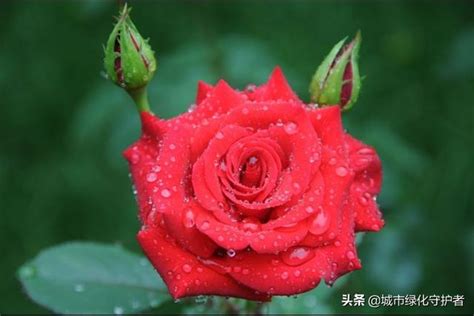 玫瑰花養殖|【玫瑰花養殖】家庭如何養盆栽玫瑰花 